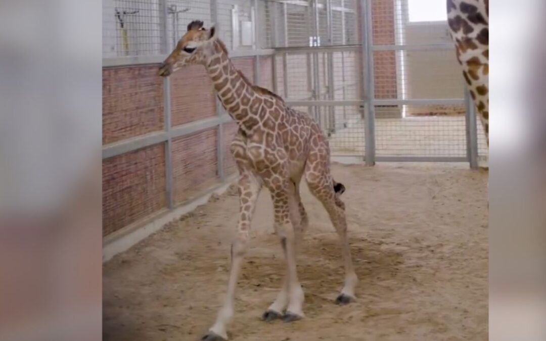 Un nuevo amigo de piernas largas se une al zoológico de Dallas