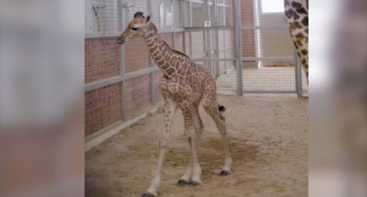 New Long-Legged Friend Joins Dallas Zoo