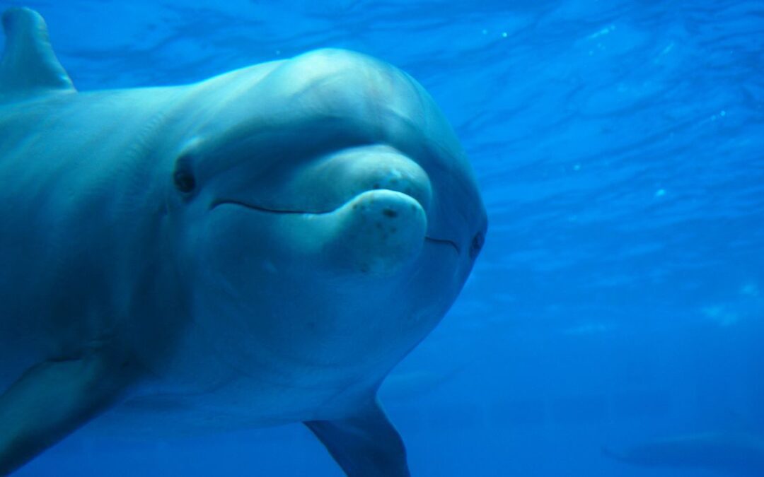 First American Dolphin Diagnosed With Bird Flu
