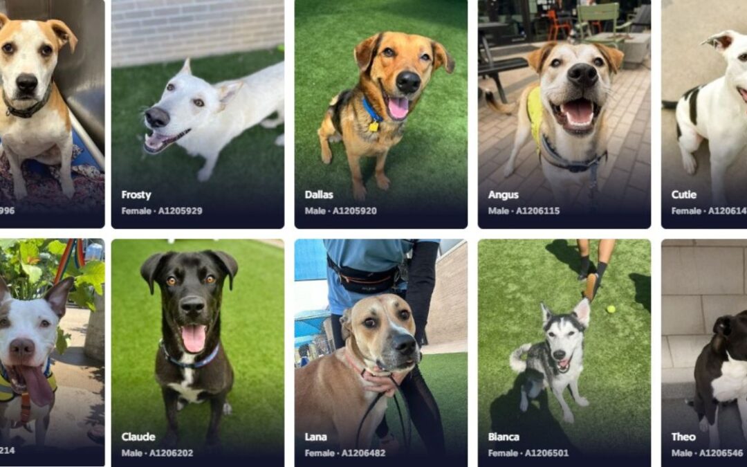 Docenas de perros llevados al refugio de Dallas