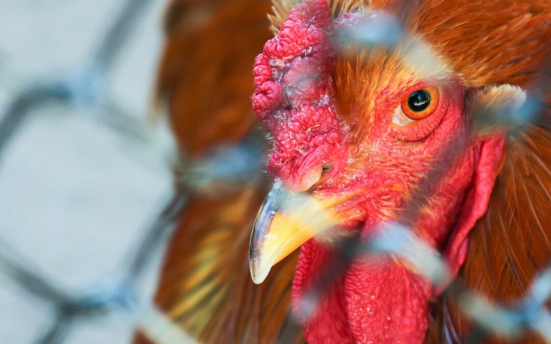 Texas ‘Ground Zero’ for Bird Flu Outbreak