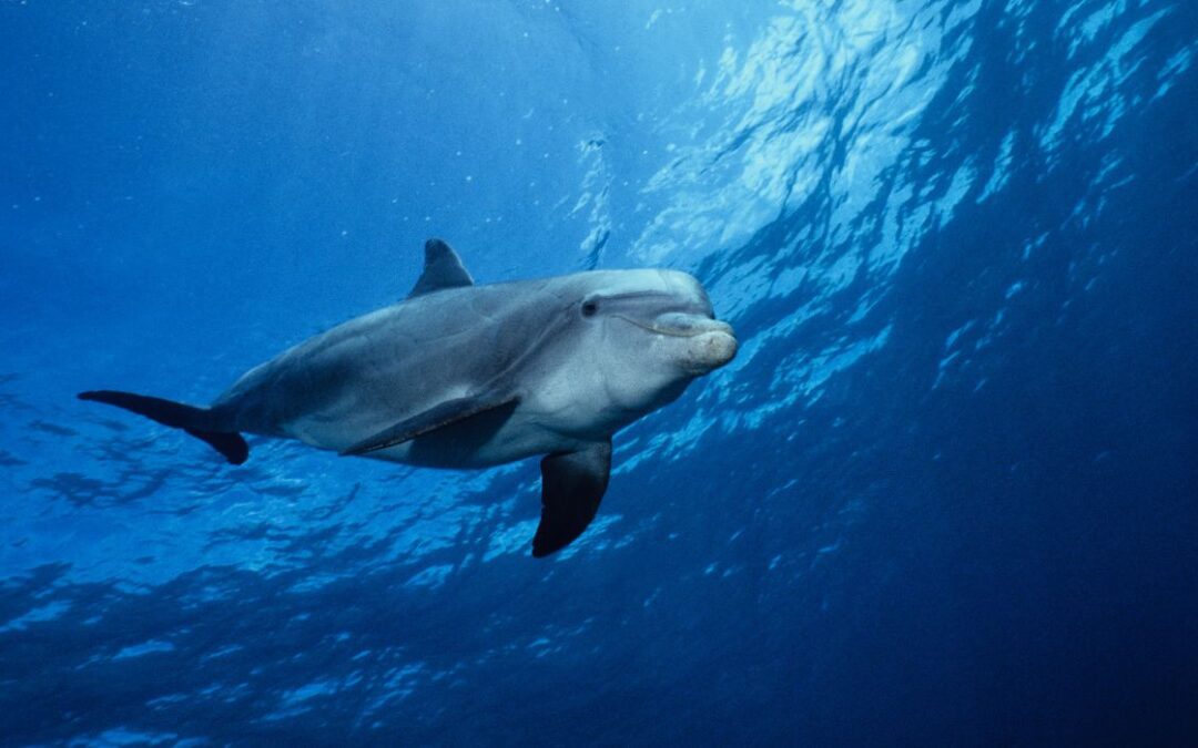 Un delfín acribillado a balazos llega a la costa