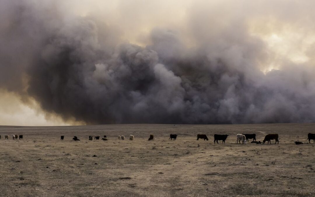 Bill Calls for Compensation for Unborn Calves Lost in TX Wildfires