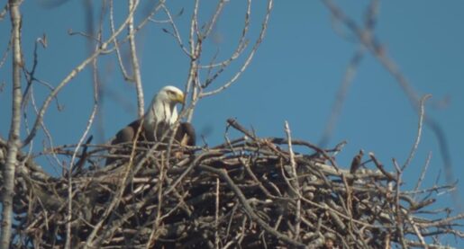White Rock Lake Bald Eagle Family Prospers