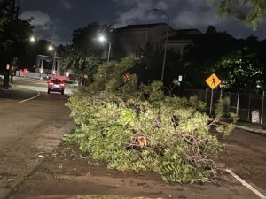 Downed tree - Houston