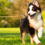 ‘Doggie Daycations’ Keep Shelters Less Crowded