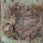 Family Finds ‘Monster’ Tooth While on Vacation