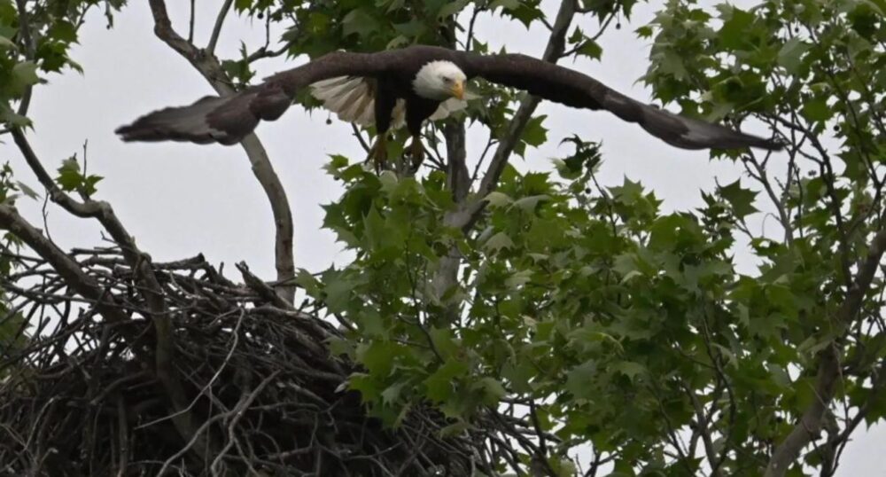 Displaced Bald Eaglet Returned to Nesting Area