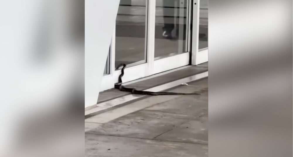 Snake Tries to Enter Airport Terminal in DFW