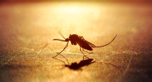 DFW Mosquitoes Test Positive for West Nile Virus