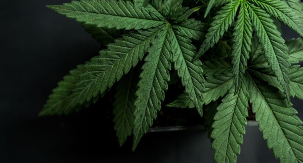 City Officials Want To Decriminalize ‘Low-Level’ Marijuana Offenses