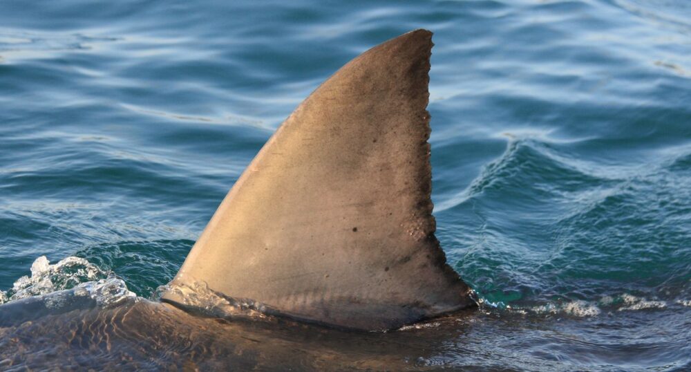 Teen Fights Off Shark at Texas Beach