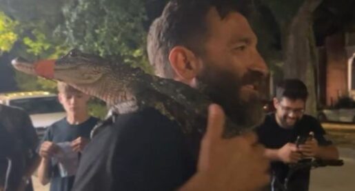 Three Texans Ticketed for Carrying Live Gator Through Streets