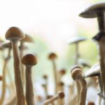 Calls to U.S. Poison Centers Spiked After ‘Magic Mushrooms’ Were Decriminalized