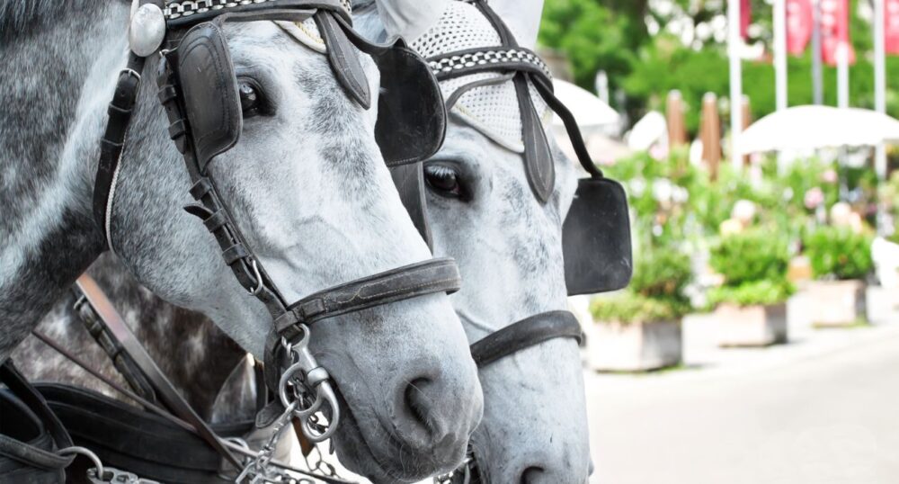 City Council To Vote on Banning Horse-Drawn Carriages