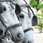 City Council To Vote on Banning Horse-Drawn Carriages