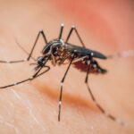 CDC Warns of Increased Threat of Dengue Virus in U.S.