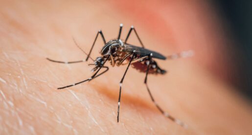 CDC Warns of Increased Threat of Dengue Virus in U.S.