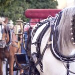 Hold Your Horses: Council Delays Ban on Carriages