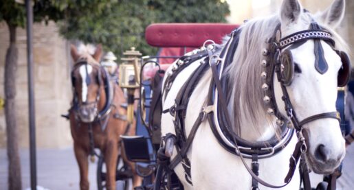 Hold Your Horses: Council Delays Ban on Carriages