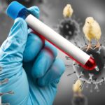 Bird Flu Can Stay Active on Hard Surfaces for Hours, Study Says