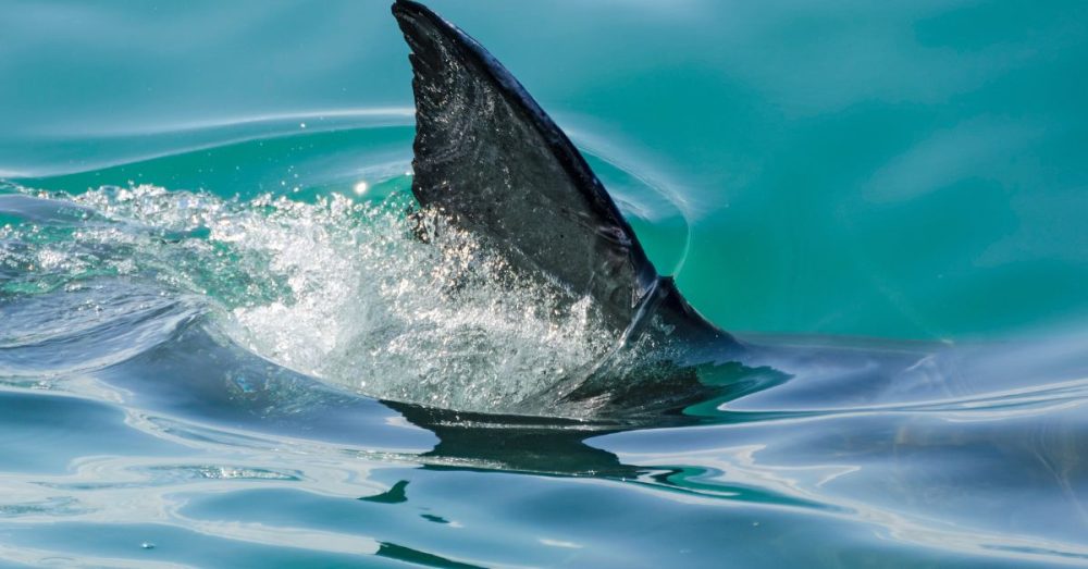 VIDEO: Sharks Attack Multiple Beachgoers on July 4th