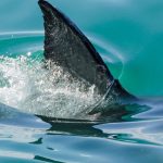 VIDEO: Sharks Attack Multiple Beachgoers on July 4th