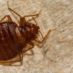 Bedbugs Led to Discovery of NTX Human Trafficking Ring