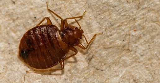 Bedbugs Led to Discovery of NTX Human Trafficking Ring