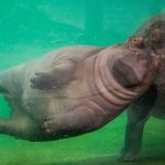 Dallas and Fort Worth Zoos Adjust Summer Hours