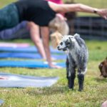 What To Do in Dallas This Weekend