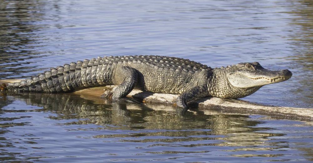 Alligator Seen in North Dallas Sparks Concern