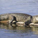 Alligator Seen in North Dallas Sparks Concern