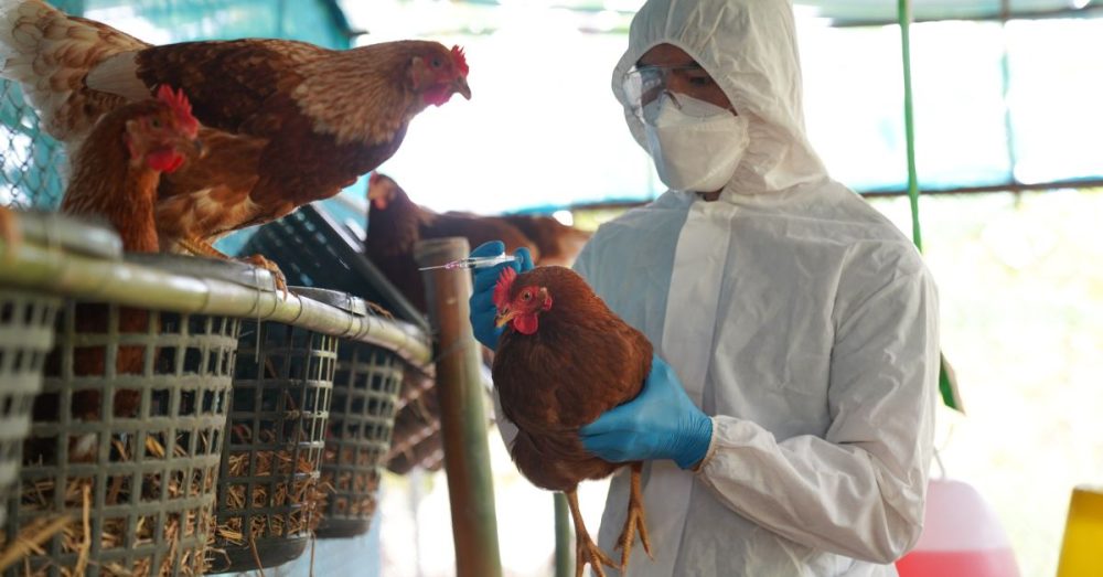 Officials Assessing Bird Flu Testing Capacity