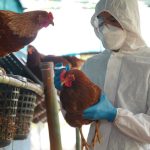 Officials Assessing Bird Flu Testing Capacity