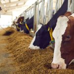Texas Farmers Struggle After Hurricane Beryl