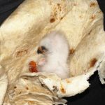 TX Family Saves Baby Bird With Tortilla