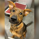 Local Animal Shelters Face Overcapacity Issues