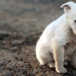 Huge Leap in Animal Cruelty Cases in Dallas