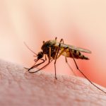 Denton County Reports Case of West Nile Virus