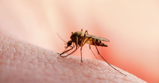 Denton County Reports Case of West Nile Virus