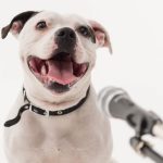 Using AI to Decode Dog Barks