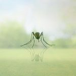 West Nile Virus Kills North Texas Man