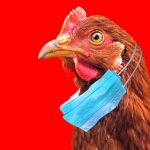 Officials Map Prevalence of Bird Flu
