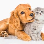 MEGA Adoption Event: Give A Pet In Need A Forever Home