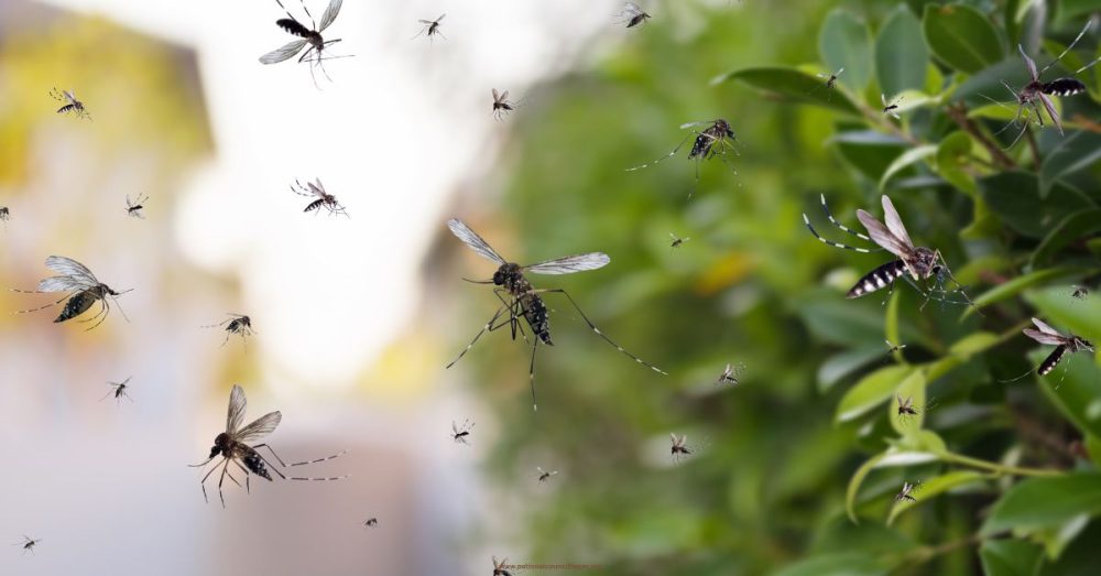 Collin County Sees First Death Due To West Nile Virus In 2024