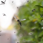 Collin County Sees First Death Due To West Nile Virus In 2024