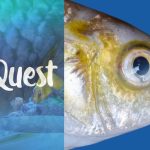 SeaQuest Fort Worth Investigated For Severe Animal Abuse, Dozens Of Deaths