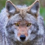 Coyote Sightings Increasing: Take Measures To Reduce Potential Conflict