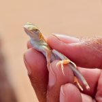 Reclassification Of TX Lizard Could Prompt Paxton-Biden Legal Showdown